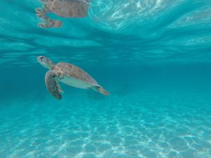 Green turtle in mexico