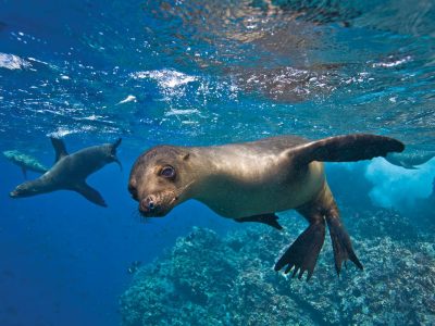 Swim with sea lions during our freediving courses