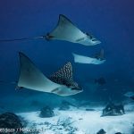 Eagle Rays Freediving Mexico