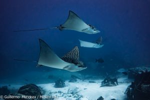 Eagle ray encounter near a shipwreck in Isla Mujeres. After freediving