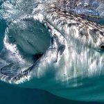 Whale Shark Baja California