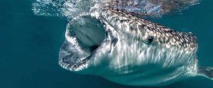 Whale Shark Baja California
