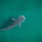 Whale shark tours La Paz