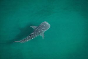 Whale shark tours La Paz