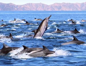 A group of common dolphins in Mexico.