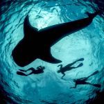 Freedive whale shark