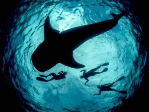Freedive whale shark