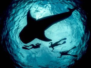 Freedive whale shark