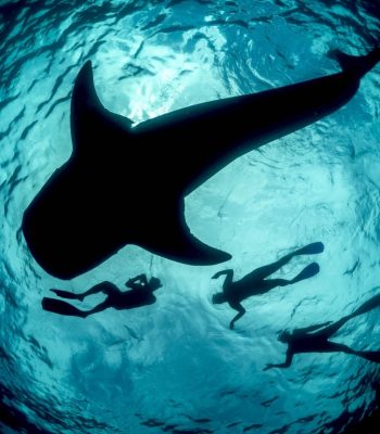 Freedive whale shark