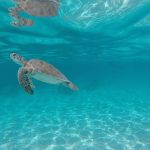 Akumal Apnea Mexico