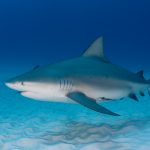 Freediving with sharks