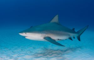 Freediving with sharks