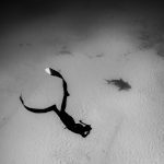 Freedive Bullshark