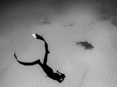 Freedive Bullshark