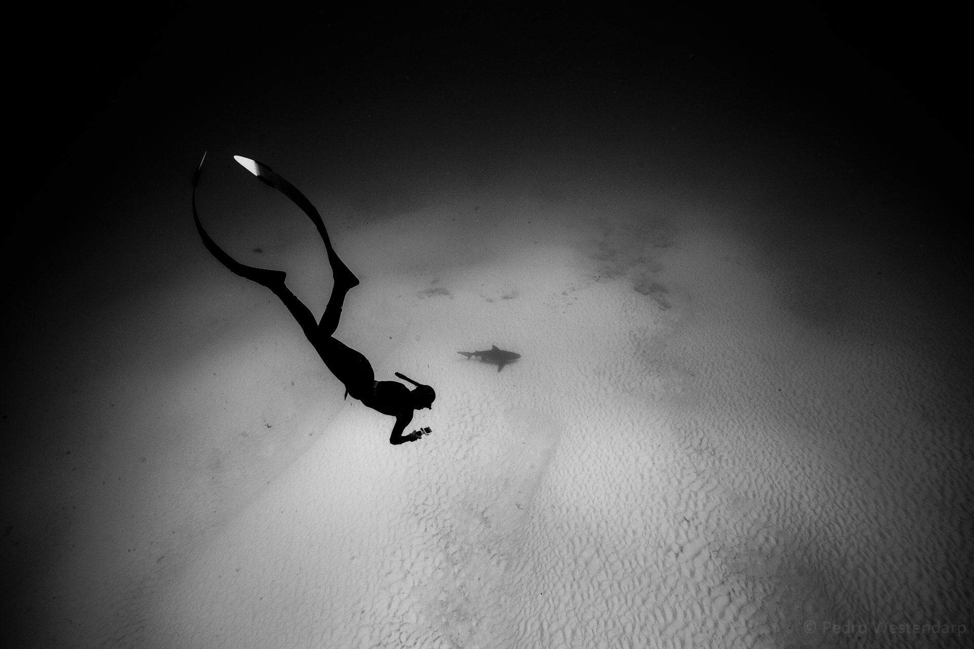 Freedive bullshark