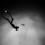 freedive bullshark