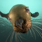 Tours Espiritu Santo Sea Lions