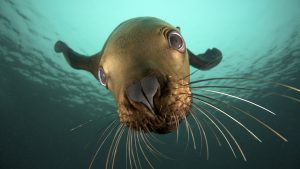 Tours Espiritu Santo Sea Lions