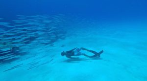 Freediver