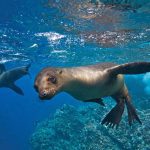 Espiritu santo sea lions freediving