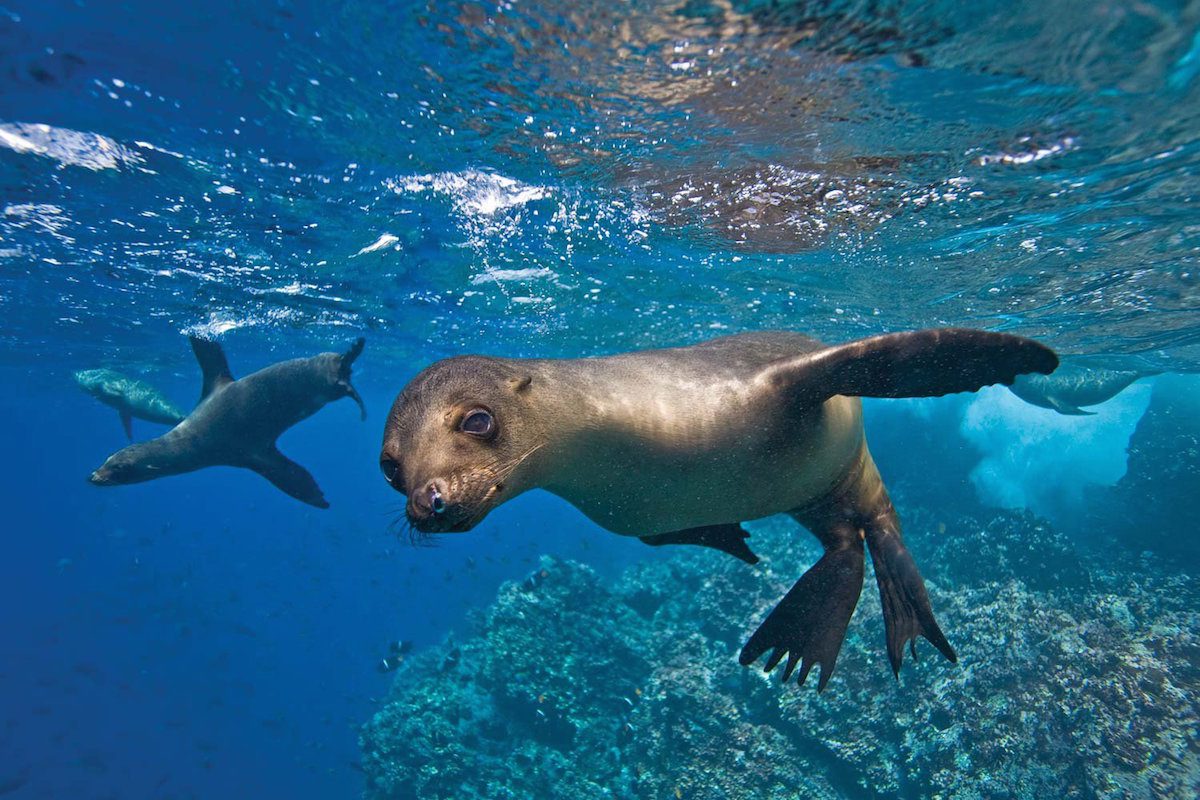 Espiritu santo sea lions freediving