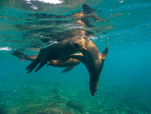 Freediving with Sea lions