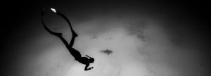 Freedive Bullshark