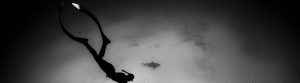 Freedive Bullshark