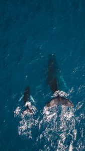 Whale interaction while sailing the sea of cortez.