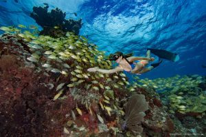 Freediving coral reef Mexico