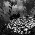 Freediving Mexico Reef