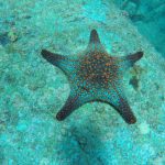 Sea Star Espiritu Santo