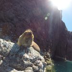 Espiritu santo sea lions freediving