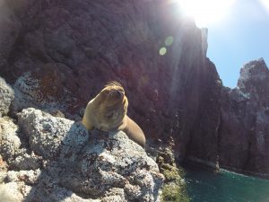 Espiritu santo sea lions freediving