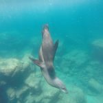 Espiritu Santo sea lions