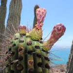 Baja California Sur cactus