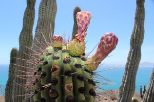 Baja California Sur cactus