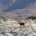 Goats Espiritu Santo