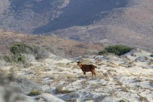 Goats Espiritu Santo