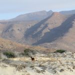 Chivas en Espiritu Santo