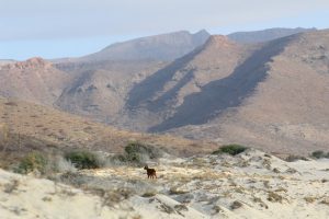 Chivas en Espiritu Santo