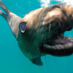 Espiritu santo sea lions tour