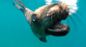 Espiritu santo sea lions tour