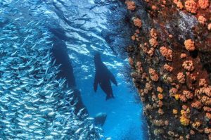 Espiritu Santo Island