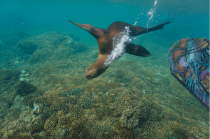 Sea Lion La Paz