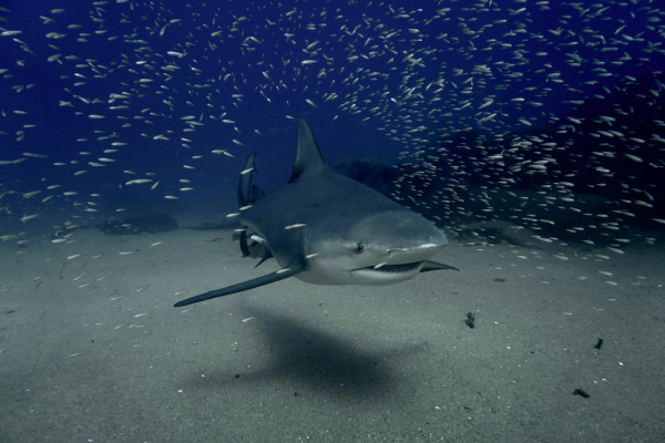 Freedive and Scuba with bullsharks in Cabo Pulmo with Freefall Academy!