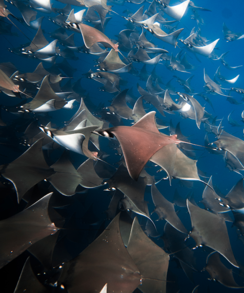 mobula