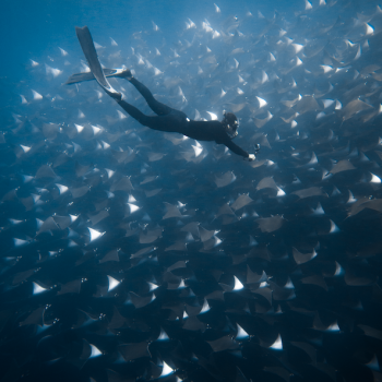 Freediver Ivan diving among thousands of mobula rays with freefall academy!