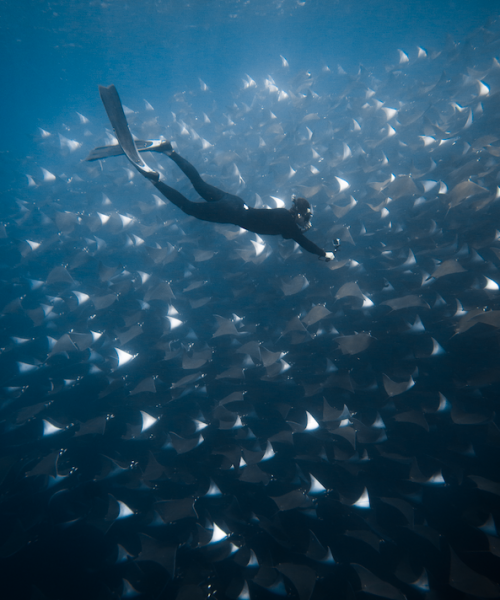 Freediver Ivan diving among thousands of mobula rays with freefall academy!