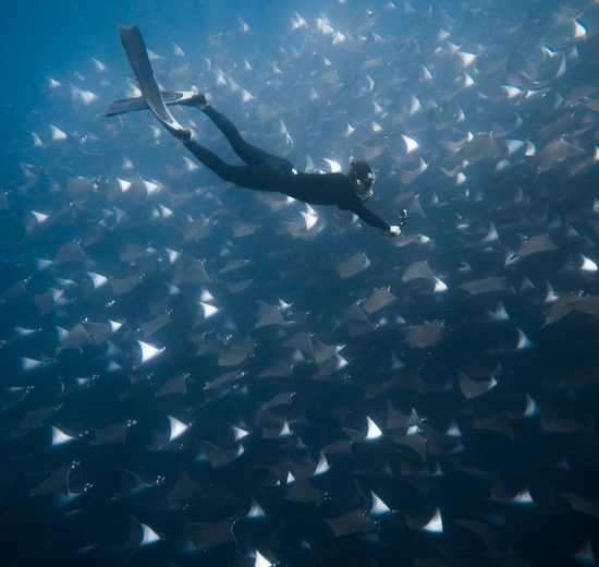 Freediver Ivan diving among thousands of mobula rays with freefall academy!